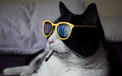 2 cat.GIF