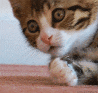 200w (1).gif