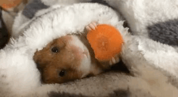 A7632439-790E-494D-AEEE-9D1566D792DB.GIF