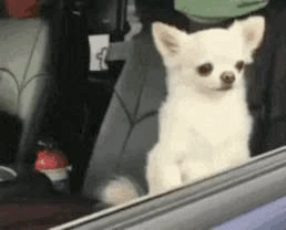 A913FA1F-D391-4838-AC80-F8E4F1D1FA79.gif