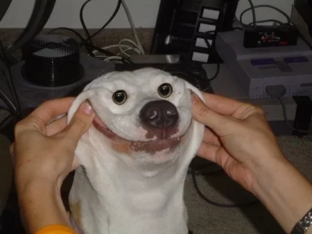 AA funny-dog-smiley-face-image.webp