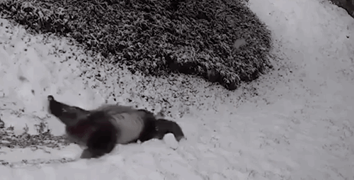 bird.gif