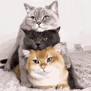 cat 1 cat.gif