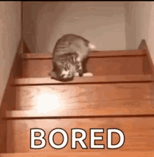 cat bored-boring.gif