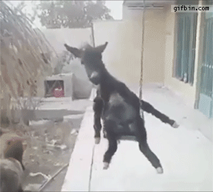 donkey.gif