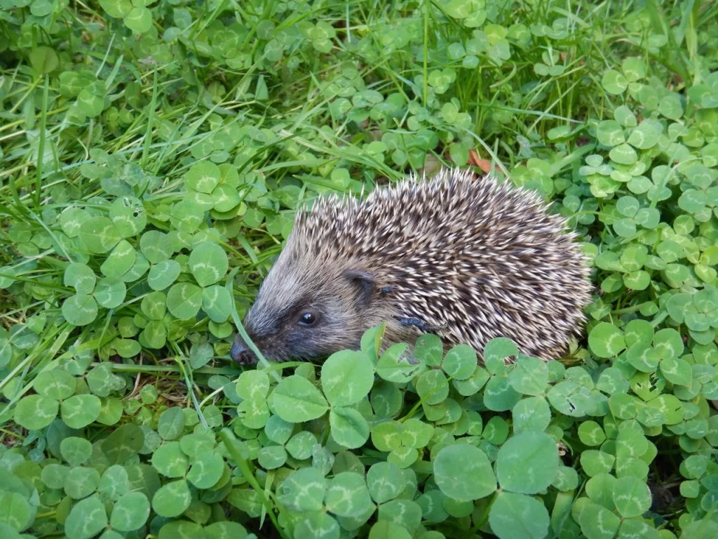 DSCN8125.webp