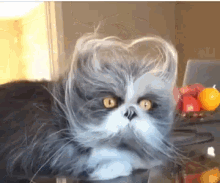 funny-animals-cat-grinch.gif