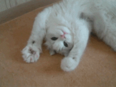 giphy (13).gif