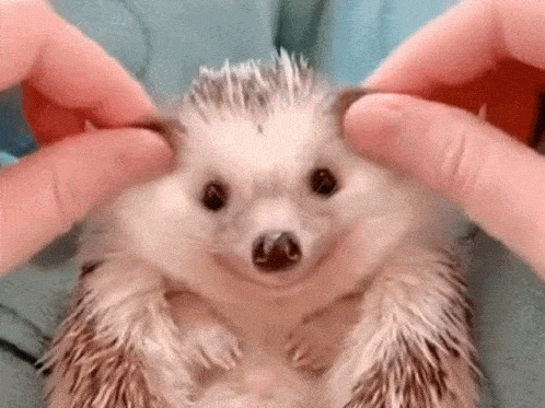 Hedgehog.gif