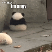 im-angry-panda-im-angy.gif