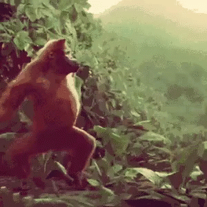 monkey-ape.gif