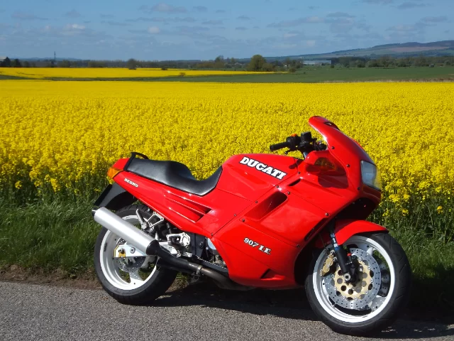 Oilseed Rape - small.webp