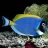 Flatfish