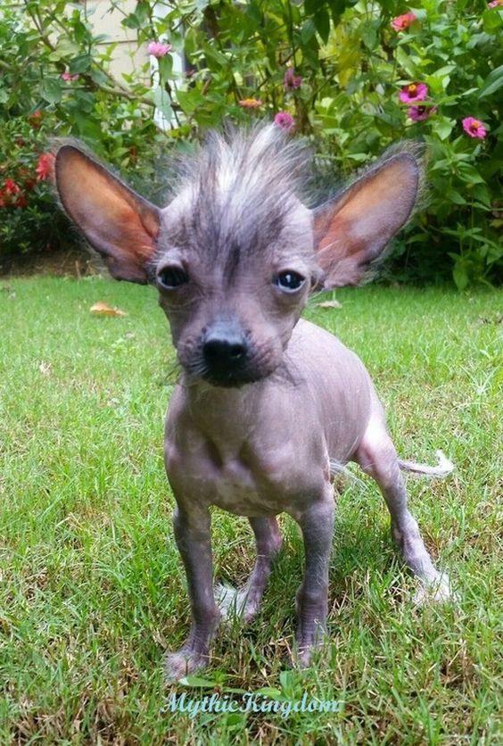 17 Hairless Chihuahua ideas | hairless dog, chinese crested, pets