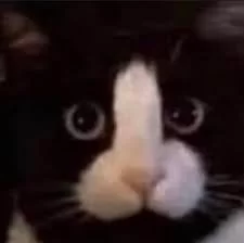 give this cat a name : r/mildlypenis