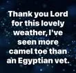 1782406771699.webp