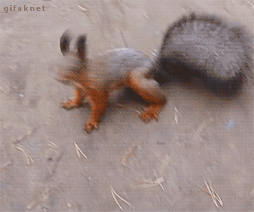 1E7B4438-D352-4F96-B3A8-4B70B686B60D.gif