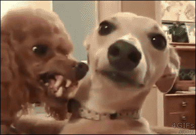 Angry-scary-poodle-snarls.gif