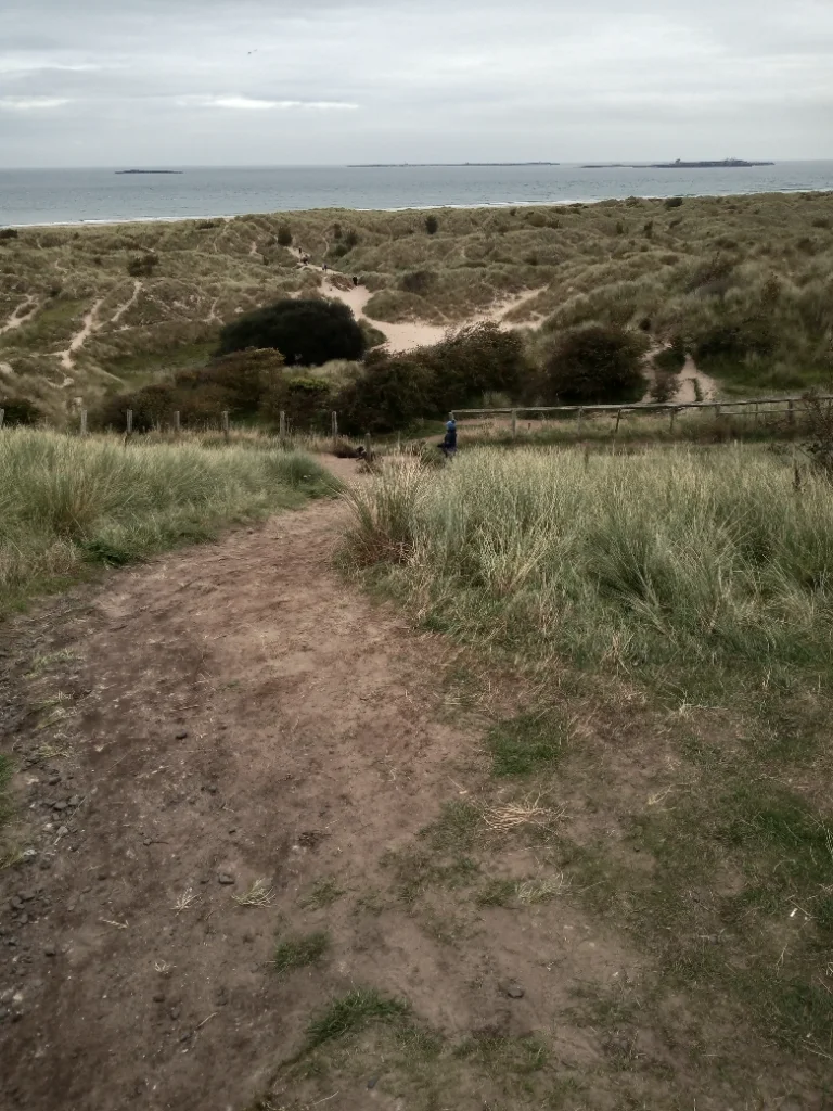 dog 2.webp