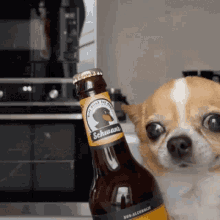 dog-beer.gif