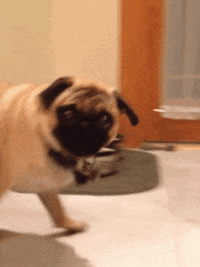 Dog roll.gif