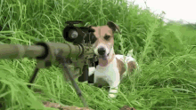 dog-squirrel.gif