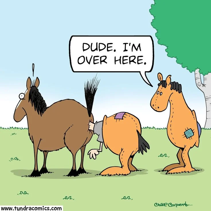donkey-p.webp