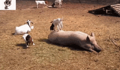 goat pig.gif