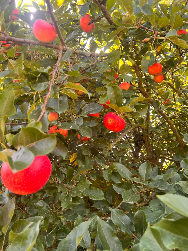 IMG_8161.webp