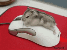 rat-mouse.gif