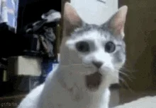 surprised-cat.webp